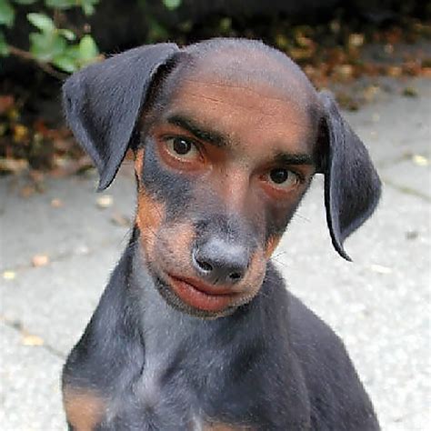 Photoshopped Dog Face Petswall