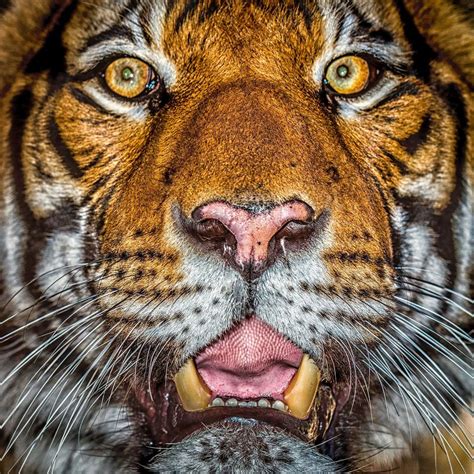 Tiger Portrait By 904photophactory On Deviantart Tiger Painting