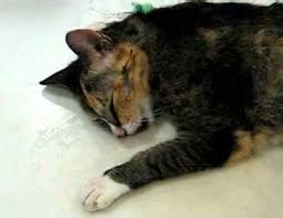 Sakit pada kucing merupakan hal yang mengkhawatirkan bagi pemilik kucing. 15 Tanda Tanda Kucing Keracunan Beserta Penjelasannya ...