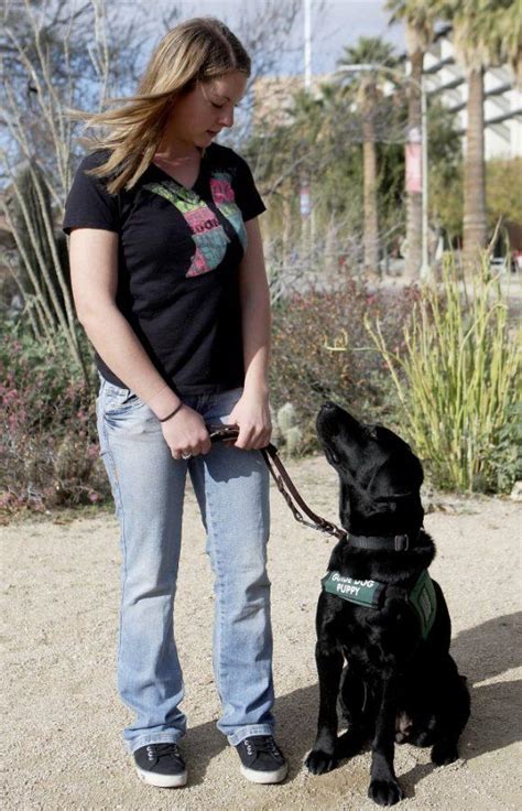 Students Volunteer To Train Service Dogs The Daily Wildcat