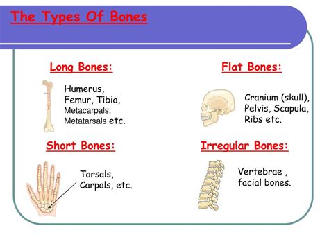 Gcse Pe Lesson 8 Classification Of Bones And Structure Of The Gambaran