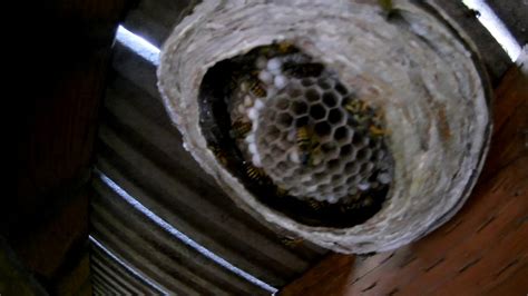 However, in the case of a serious wasp infestation, it is best to hire a professional exterminator who can deal with this problem more skillfully and get rid of these stinging pests for a longer period. Wasp Nest Under Deck | Mice