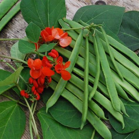 30 Scarlet Runner Pole Bean Seeds Ornamental Amp Edible Vegetable