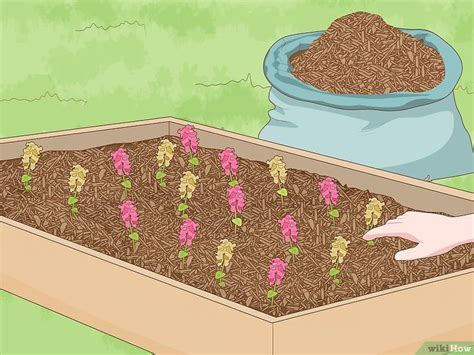 How To Grow Snapdragons Snapdragons How To Grow Snapdragons Growing