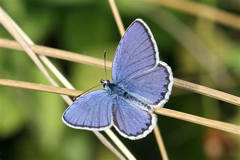 David Hastings Butterfly Images Mazarine Blue Cyaniris