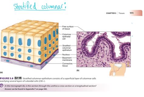 Stratified Columnar Epithelium Diagram Quizlet