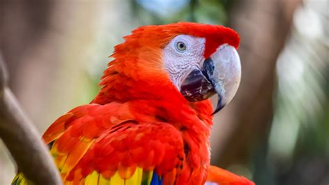 Download Wallpaper 3840x2160 Macaw Parrots Birds Colorful Wildlife