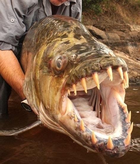 Goliath Tiger Fish Hydrocynus Goliath Live In The Congo River The