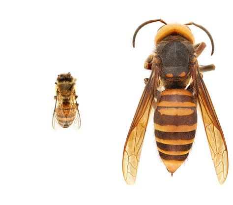 Protecting Pollinators From A New Threat First Ever U S Sightings Of Asian Giant Hornet Usda