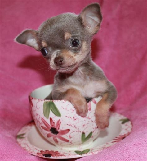 The 25 Best Teacup Chihuahua Puppies Ideas On Pinterest Teacup