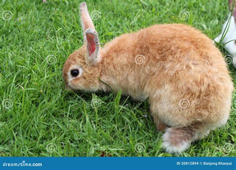 Brown Rabbit Stock Photo Image Of Hair Sunny Gray 20812894