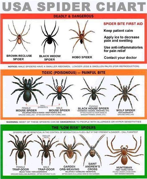 Spider Bites Are More Common In The Summer Months Heres A Great Chart