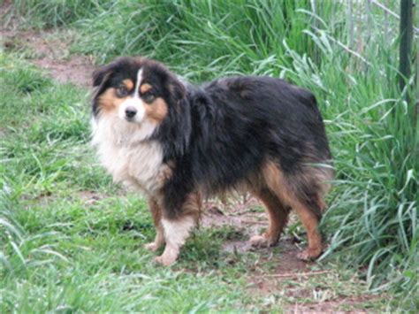 Contact the barney ranch for miniature australian shepherd for sale, mini breeders, aussie puppies, pups in oregon, washington, montana beavercreek oregon. Mini Aussies Oregon City Shepherd Portland Sale Breeder ...