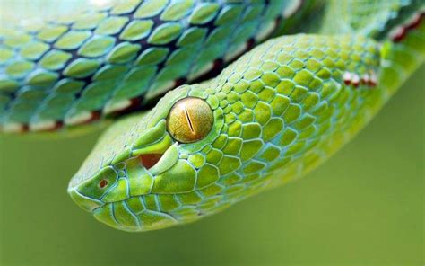 Animals Snake Reptile Vipers Wallpapers Hd Desktop
