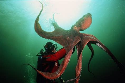 Washington Resident Punches Octopus Sparks Public Interest In Ban On