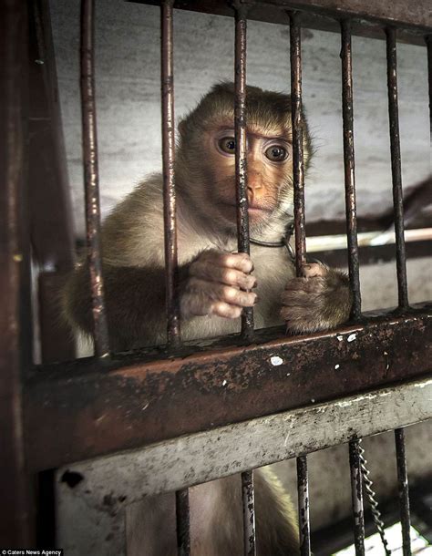 Animals Locked In Squalid Cages In Thailands Shocking Zoos
