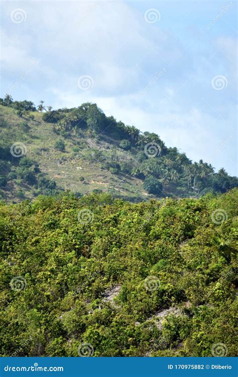 A Mountain View Forest And Sky Stock Photo Image Of Trees Summit