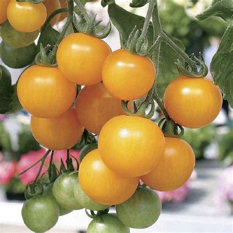 Yellow Tommy Toe Tomato Seeds Most Popular Seeds