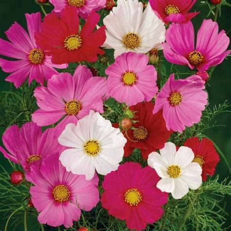 Cosmos Sensation Mix Seeds Cosmos Seeds Mixed Color Flower Etsy