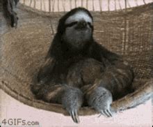 Pregui A Sloth Gif Pregui A Sloth Chill Discover Share Gifs