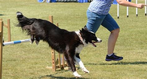 Carpal item level 1 binds when picked up. What's the Purpose of Your Dog's Carpal Pads? | PetHelpful