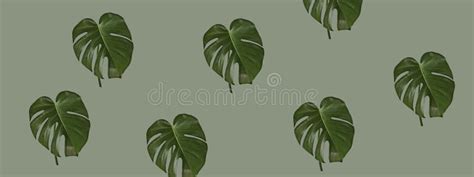 Tropical Leaves Of Monstera Deliciosa On A Pastel Green Background