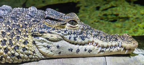 Crocodile Eyes What Makes Them So Unique Az Animals
