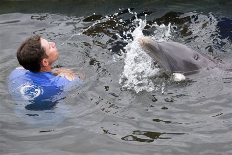 Dolphins Can Problem Solve Like Humans Study Says The Boston Globe