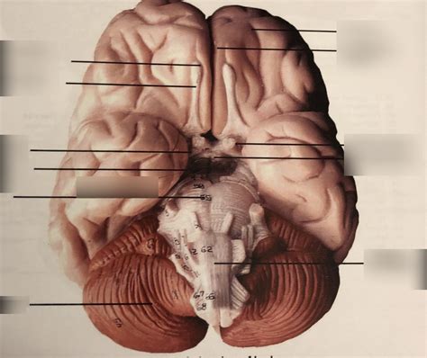 Inferior View Of Human Brain Model Diagram Quizlet