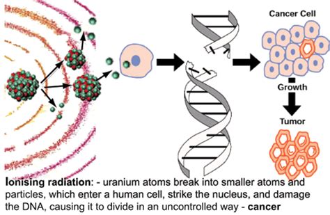 Mutations In Humans Caused By Radiation