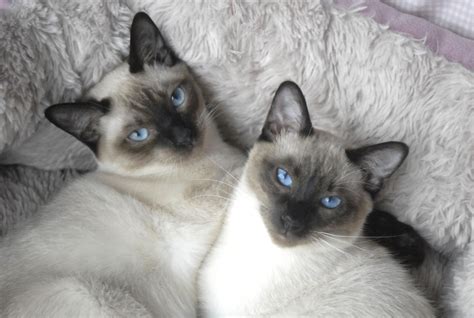 Adopting An Older Siamese Cat All Things About Pets