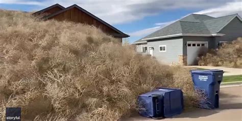 montana homes buried under tumbleweed blown in by strong wind gusts latest weather clips fox