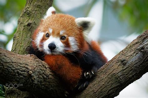 Red Panda By Syphrix Photography On 500px Red Panda Panda Koala Bear