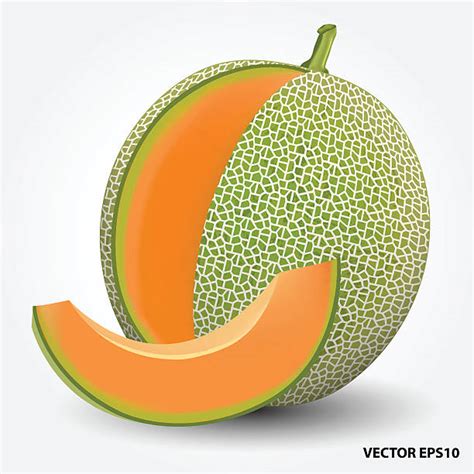 Cantaloupe Melon Slices Stock Vectors Istock