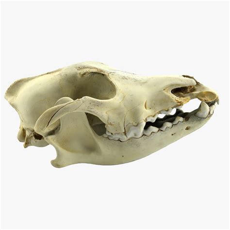 3d Max Hyena Skull