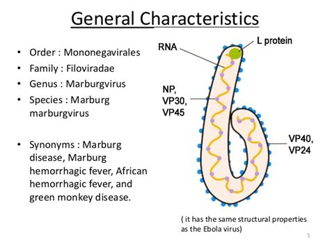 The virus is considered to be extremely dangerous. Marburg disease
