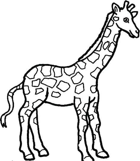 Giraffe Head Drawing Free Download On Clipartmag