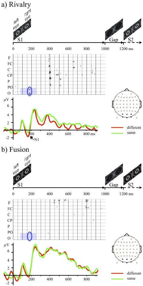 Illustration Of Events And Event Related Potentials Erps A Top