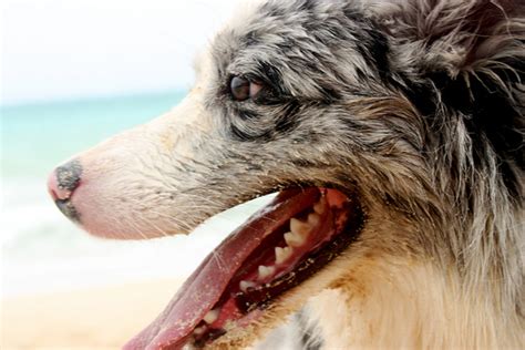 70 Hawaiian Dog Names Pethelpful