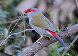 Images of House Finch Australia