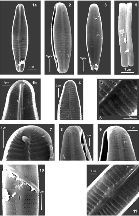 Image Ahdruartiiorill2 Species Diatoms Of North America