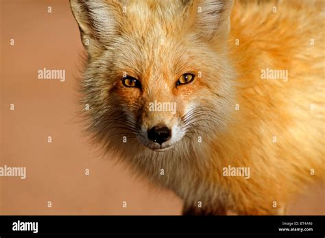 Red Fox In Colorado Stock Photo Alamy