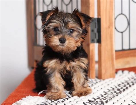How Much Does A Yorkshire Terrier Cost Anything Terrier