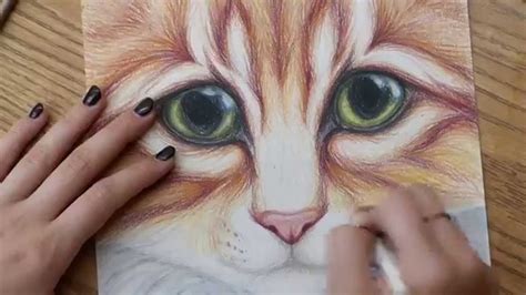 Easy Cat Colour Pencil Drawing It Really Focuses On The Blending Of Colors With Nicely Layed