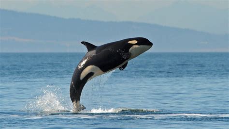 Killer Whales Wallpapers Wallpaper Cave