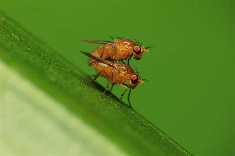 fruit flies prioritize sex over survival