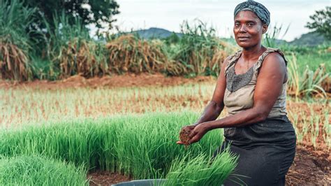 Climate Resilient Agriculture To Help Tackle Food Insecurity World