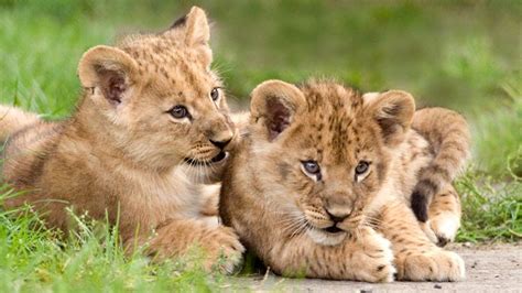 Cute Baby Lion Cubs Animals Pinterest Lion Cub Lions And Animal
