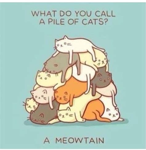 What Do You Call A Pile Of Cats Cheesy Jokes Cat Puns Corny Jokes Hot