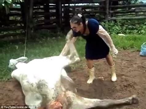 Video Shows A Woman Getting Kicked In The Face Trying To Rub Down A Cow Daily Mail Online
